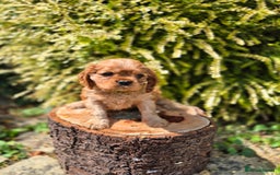 Cavalier King Charles Spaniel dogs for sale: 1 boy left ready to go now 💚 - Image 9