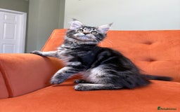 Maine Coon cats for sale: ✨Maine Coon Kittens Available - Champion Pedigree✨ - Image 10