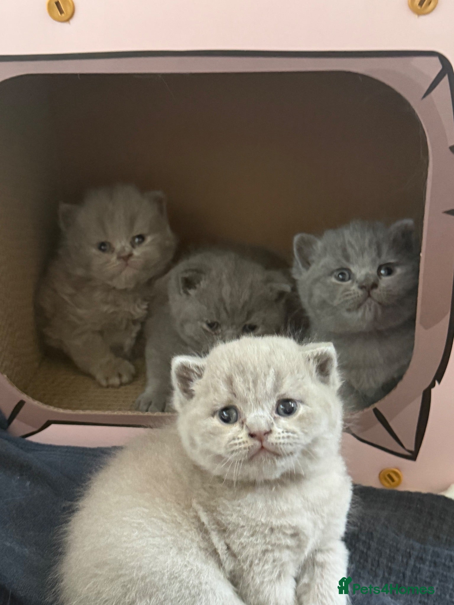 British Shorthair cats Gorgeous British Shorthair Boys 🐾💙 - Advert 4
