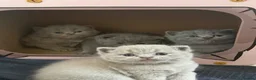 British Shorthair cats for sale: Gorgeous British Shorthair Kittens🐾💙 - Advert 1