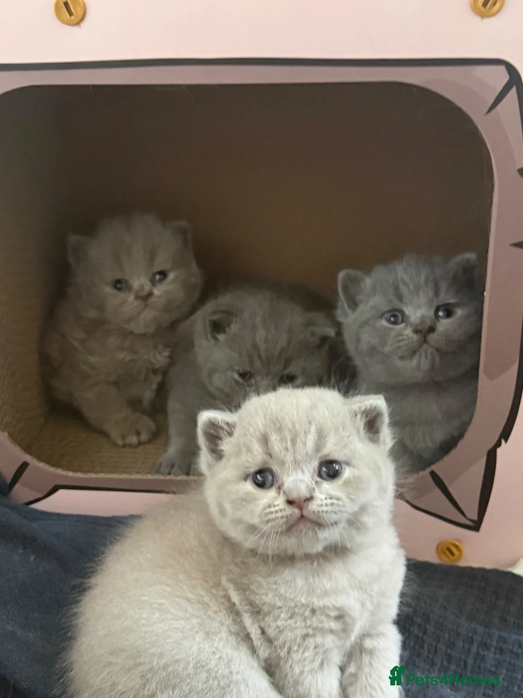 British Shorthair cats for sale: Gorgeous British Shorthair Kittens🐾💙 - Advert 1