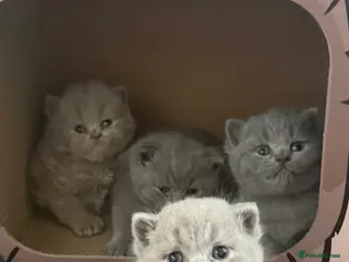 British Shorthair cats Gorgeous Pedigree British Shorthair Kittens🐾💙 - Advert 4