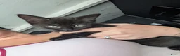 Mixed Breed cats for sale: Miss  in Coventry - Advert 3