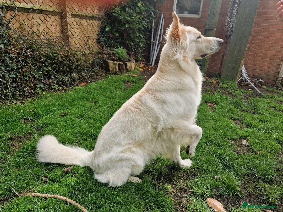 German Shepherd dogs for stud: White German Shepherd Dog - Stud - KC Registered - Advert 2