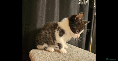 Mixed Breed cats - Advert 16