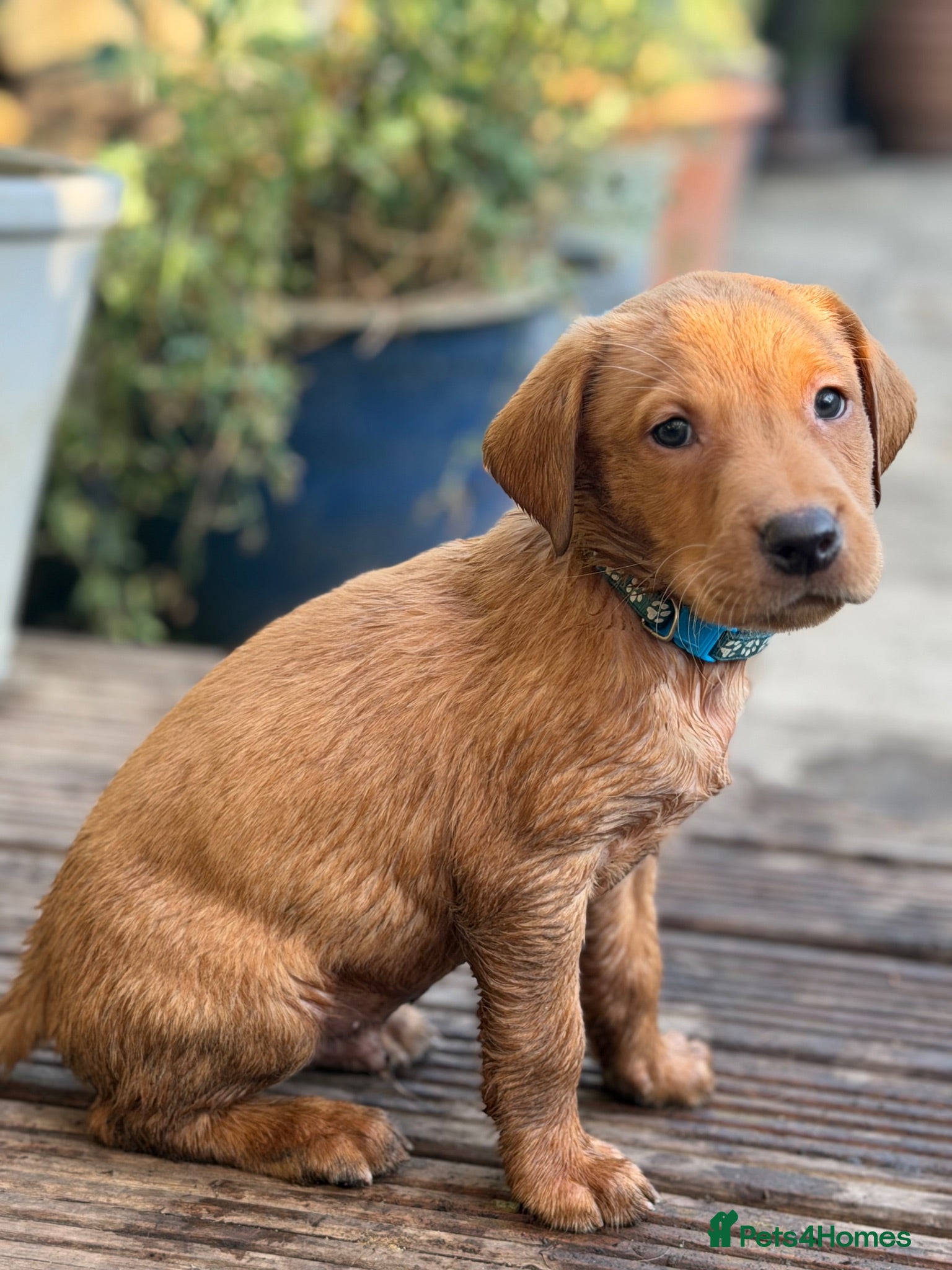 Labrador Retriever dogs Stunning Fox Red Labrador puppies - Advert 1