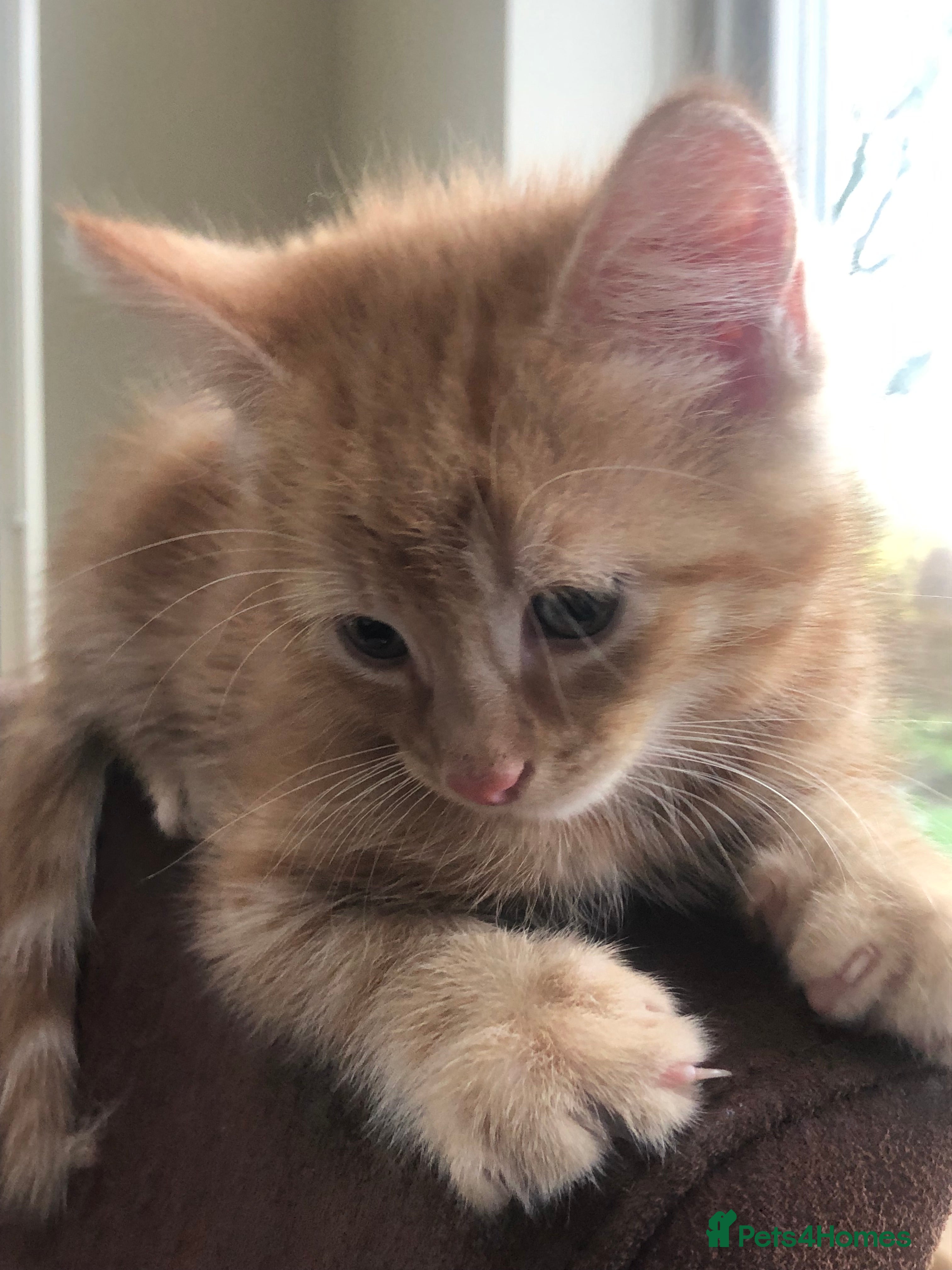 Mixed Breed cats Gorgeous orange tabby and tortoiseshell kittens - Advert 13