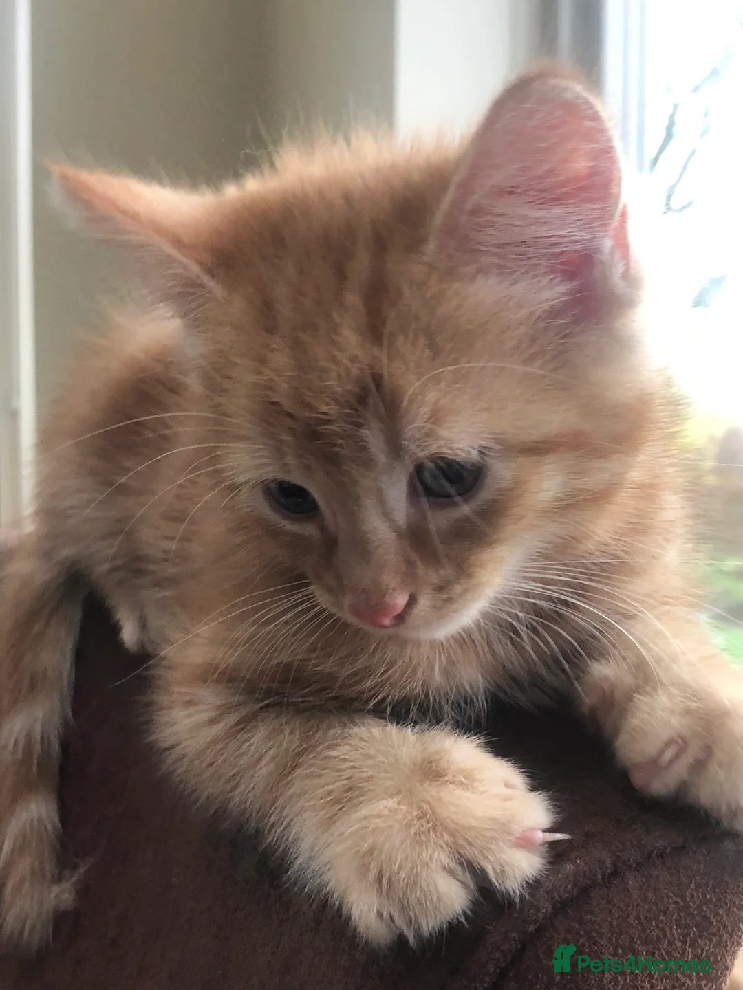 Mixed Breed cats for sale: Gorgeous orange tabby and tortoiseshell kittens - Advert 1