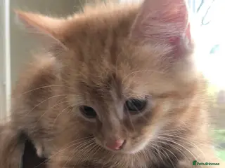 Mixed Breed cats Gorgeous orange tabby and tortoiseshell kittens - Advert 13