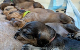 Dachshund dogs for sale: Standard Wirehaired Dachshund Puppies - Image 13