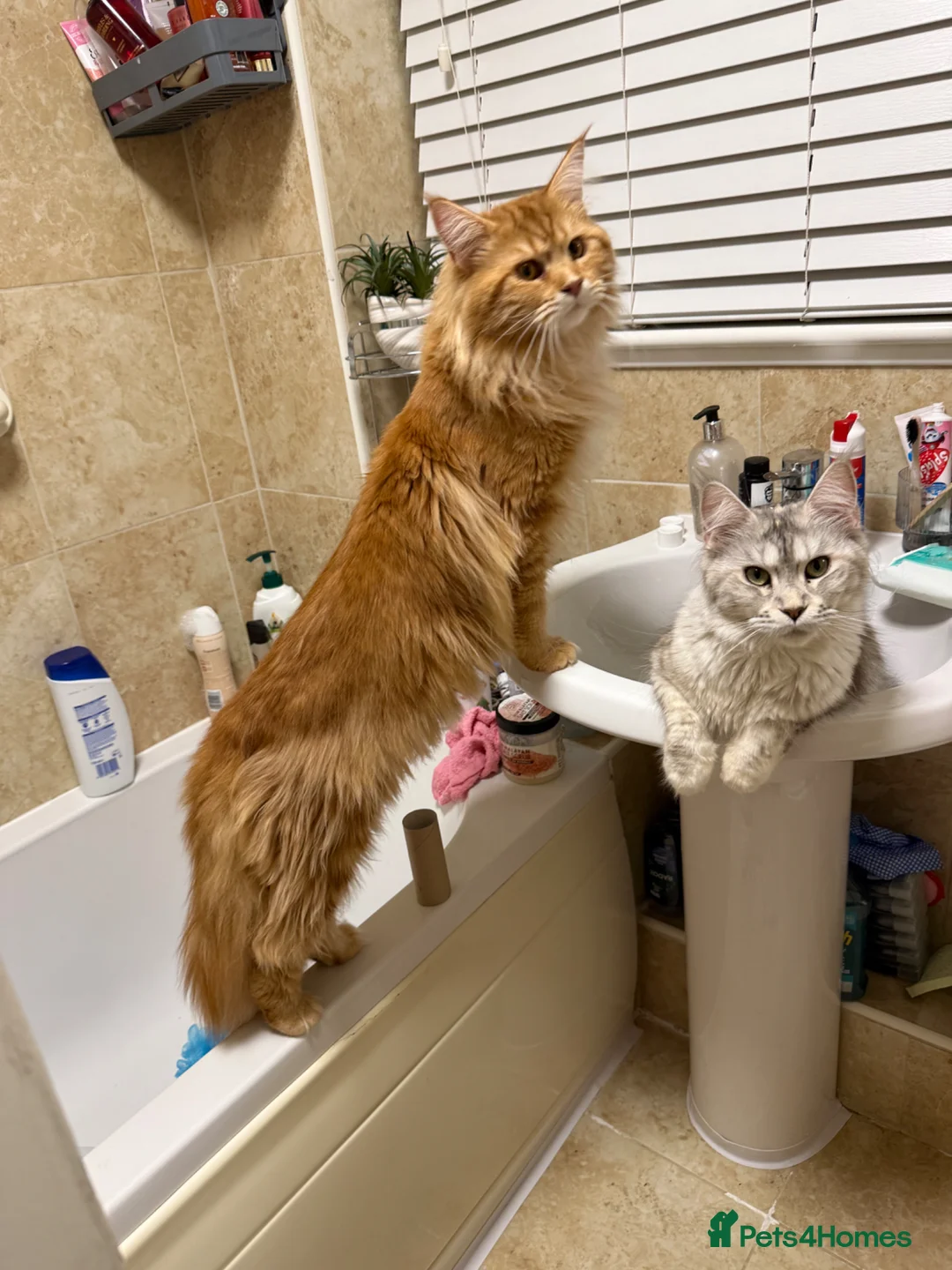 Maine Coon cats for sale: Mainecoon  - Advert 1