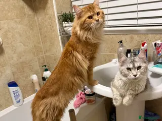 Maine Coon cats Mainecoon - Advert 3