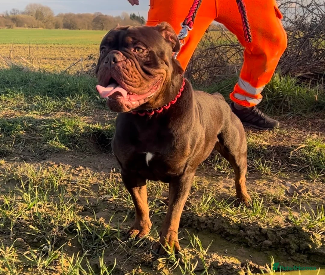 Olde English Bulldogge dogs for stud: 💥olde English bulldogge stud💥 in Rotherham - Advert 2