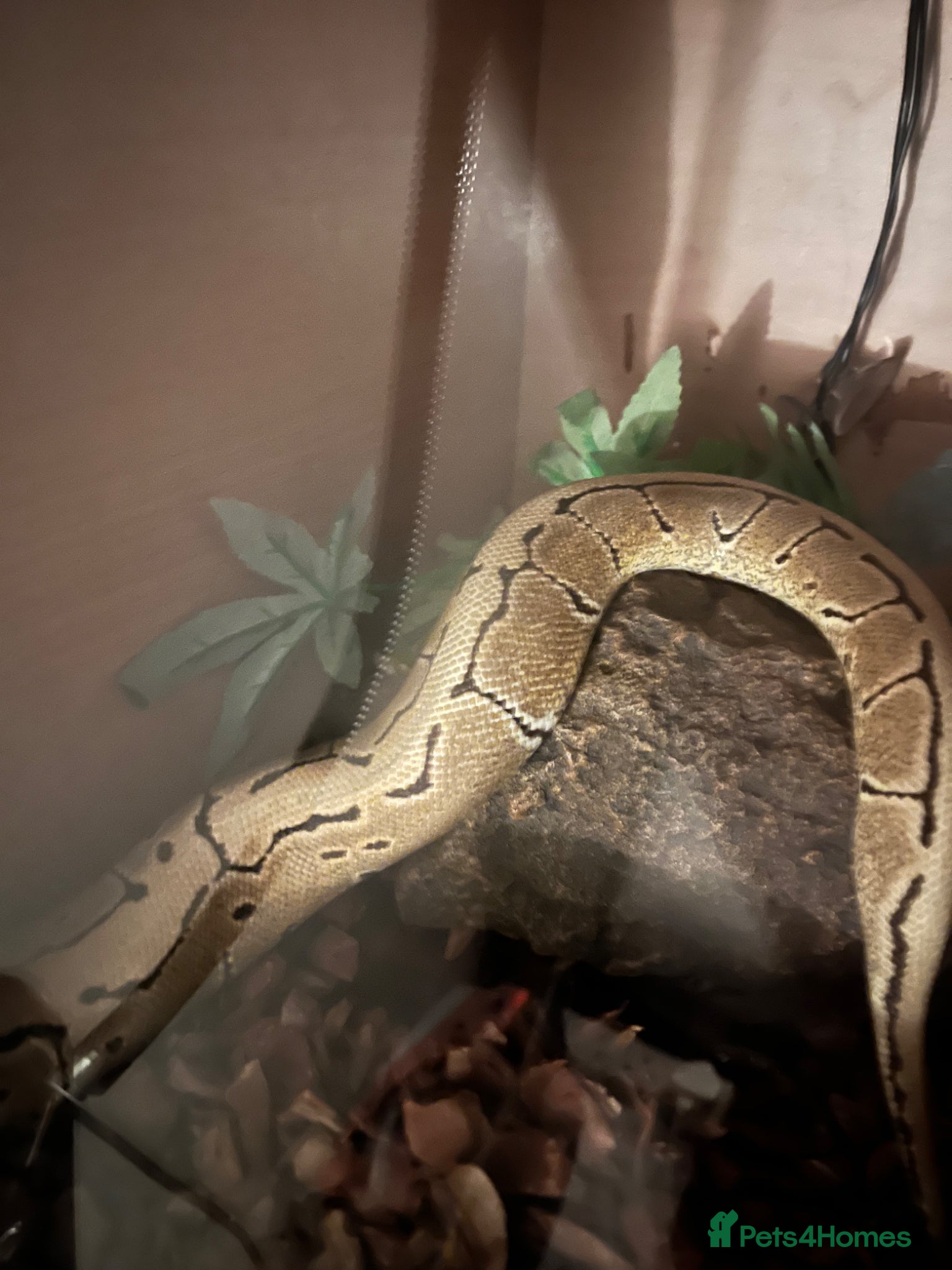 Python Snake reptiles Pinstripe spotnose or chocolate - Advert 8