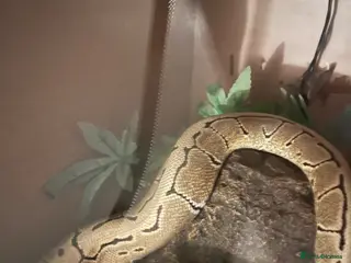 Python Snake reptiles Pinstripe spotnose or chocolate - Advert 10