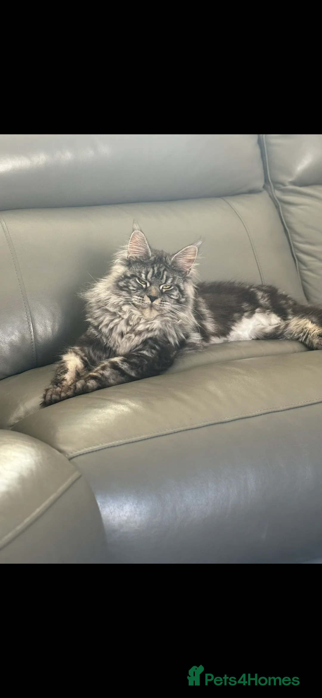 Maine Coon cats for sale: TICA Registered Maine Coon Kittens - Advert 9
