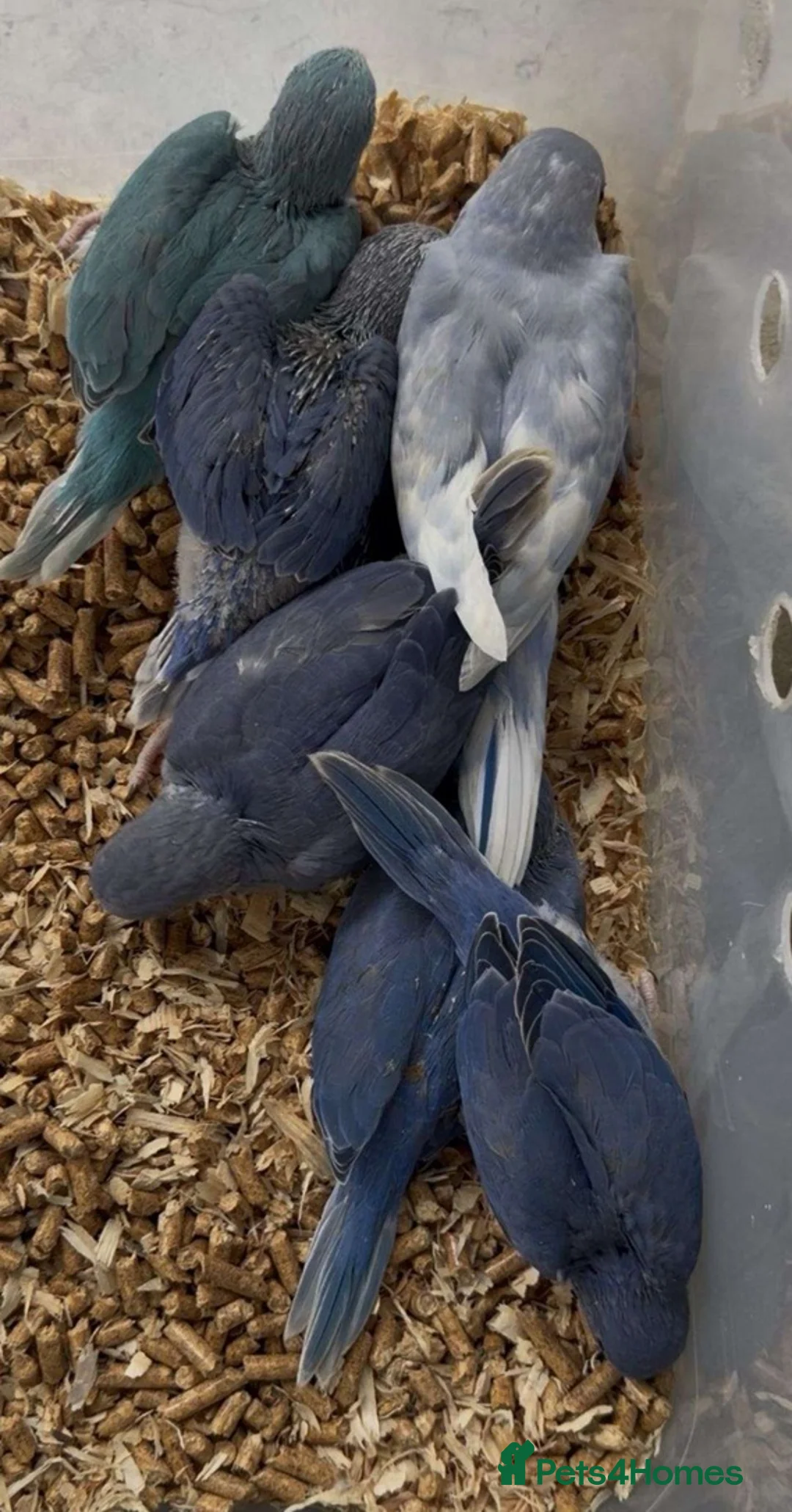 Parrots birds for sale: Cheeky Little Characters with Tons of Personality in Redditch - Advert 4