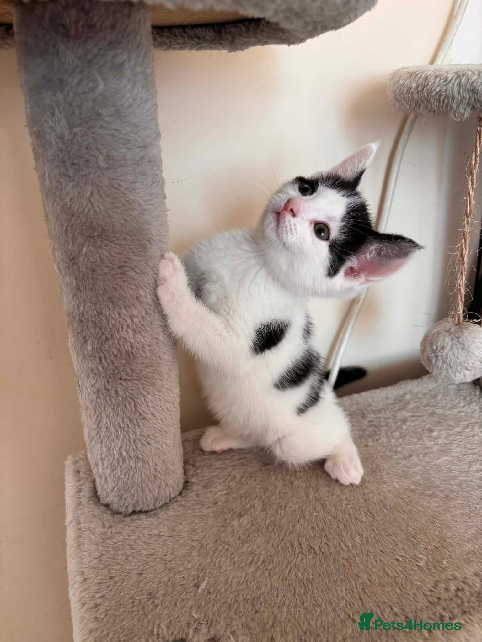 Mixed Breed cats Black and White Pretty Boy Kitten Left - Advert 22