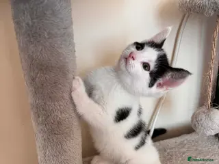 Mixed Breed cats Black and White Pretty Boy Kitten Left - Advert 22