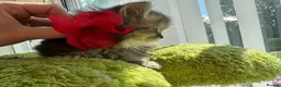 Persian cats for sale: Persian kittens - Advert 8