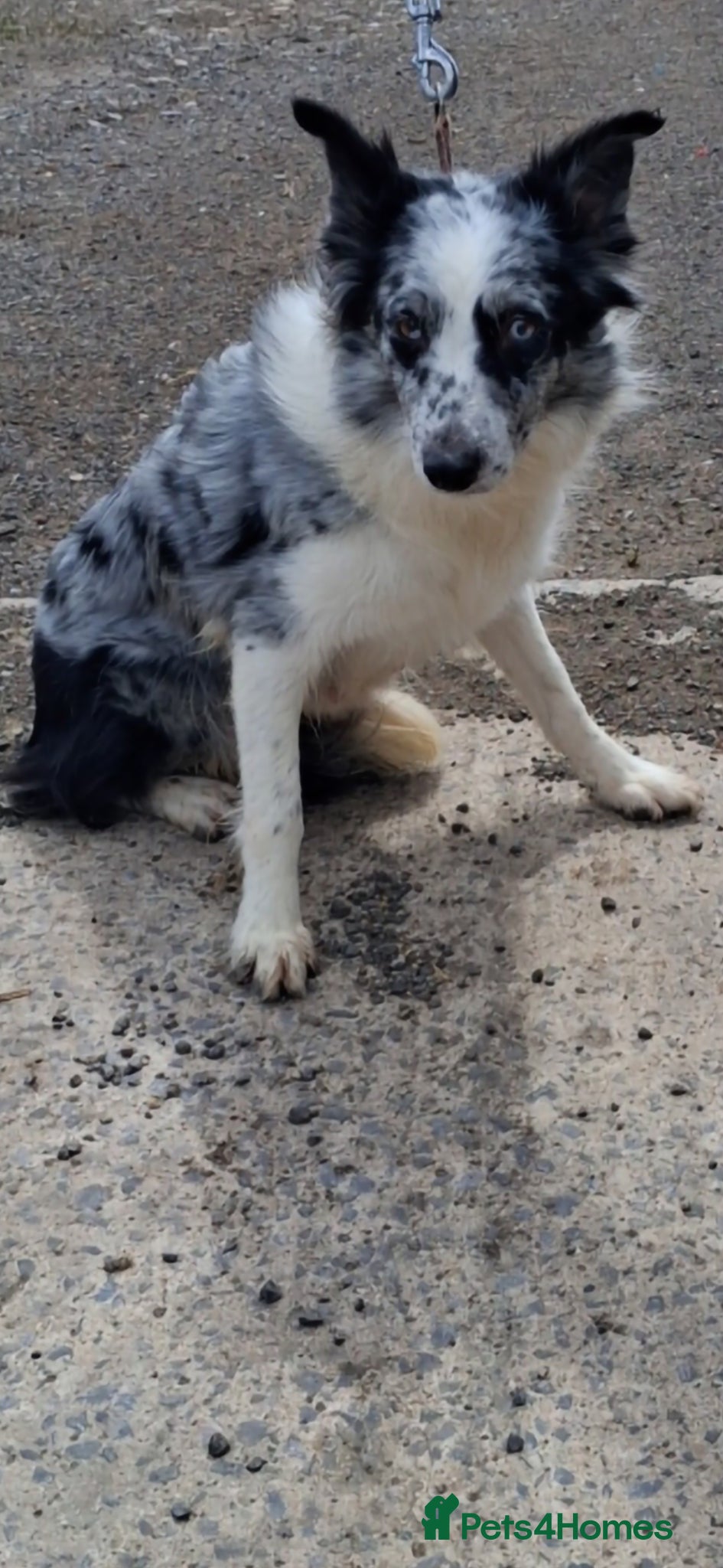 Border Collie dogs Broder collie - Advert 7