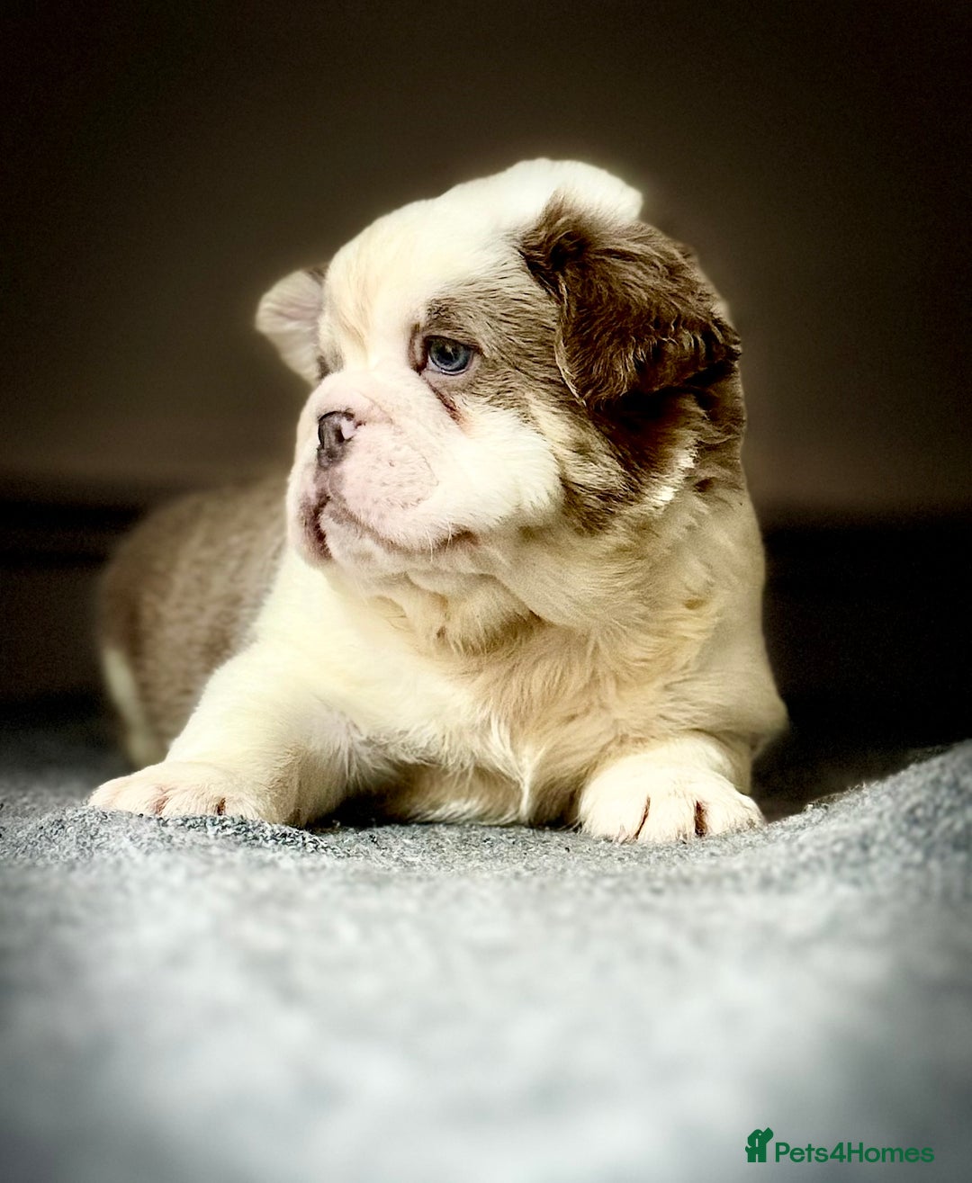 Mixed Breed dogs for sale: Bulldog puppies  - Advert 7