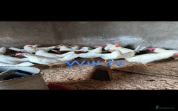Chickens poultry for sale: Pol white star/white leghorns (plenty available) - Image 1