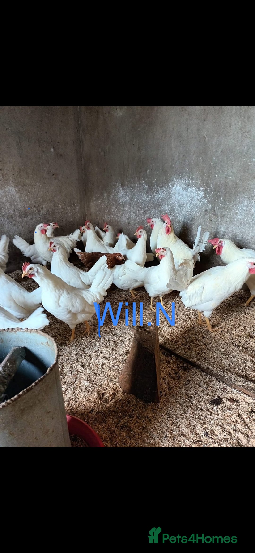 Chickens poultry for sale: Pol white star/white leghorns (plenty available) - Image 1