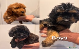 Irish Doodle dogs for sale: REDUCED F1 Miniature Irish Doodle - Image 6