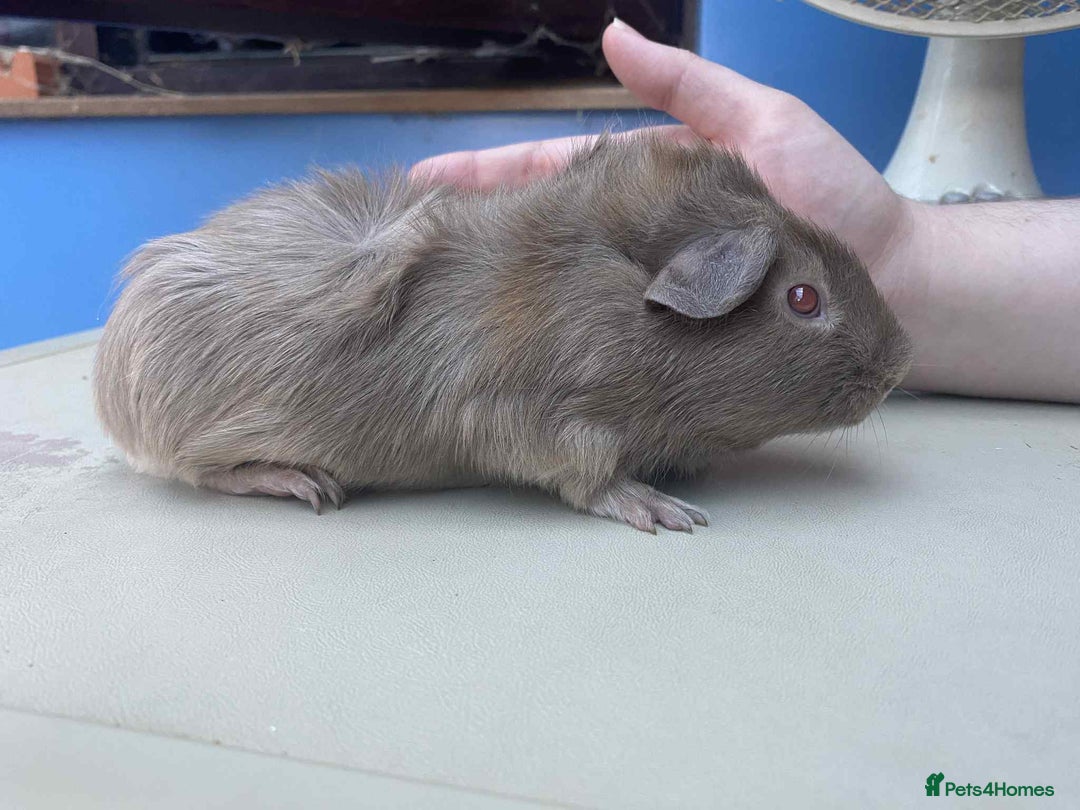 Guinea Pig rodents for sale: Beautiful boar/boy guinea pigs for sale  in King's Lynn - Image 6