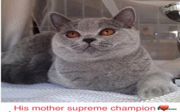 British Shorthair cats for stud: 👑🏆 BLUE CHAMPION BRED STUD DERBY TICA  GCCF 🏆👑 in Derby - Image 3