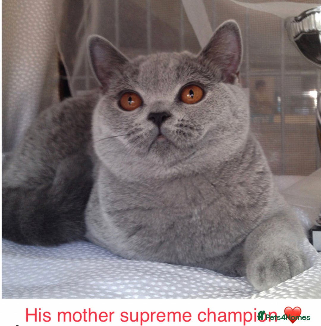 British Shorthair cats for stud: 👑🏆 BLUE CHAMPION BRED STUD DERBY TICA  GCCF 🏆👑 in Derby - Image 3