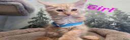 Maine Coon cats for sale: Amazing pure bread Maine Coons kittens  - Advert 26