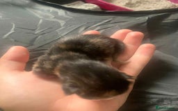 Maine Coon cats for sale: Beautiful kittens for sale  - Image 3