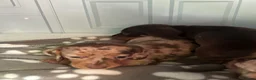 Dachshund dogs for sale: Dachshund puppy’s for sale 1 male 1 female - Advert 2