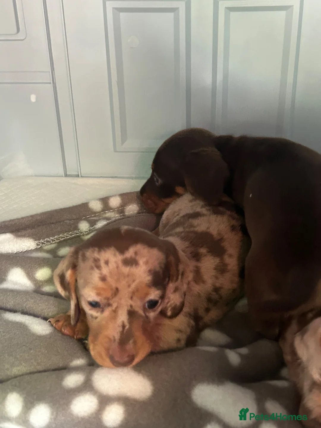 Dachshund dogs for sale: Dachshund puppy’s for sale 1 male 1 female - Advert 2