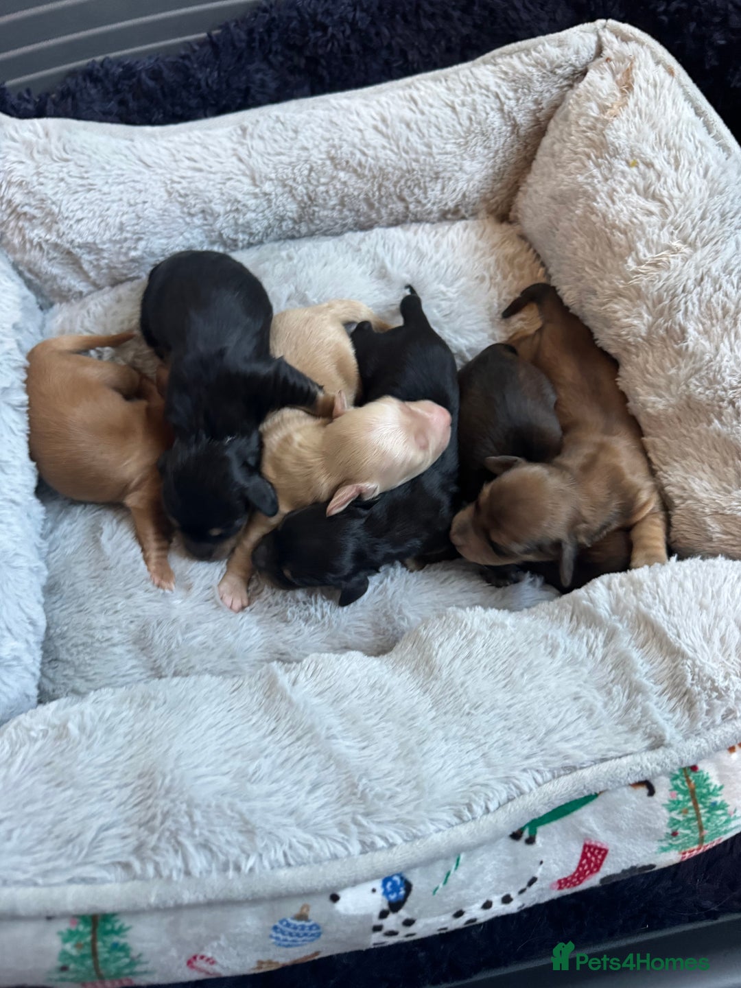 Miniature Dachshund dogs for sale: BEAUTIFUL KC LONG HAIR PUPPYS AVAILABLE TO RESERVE - Advert 2