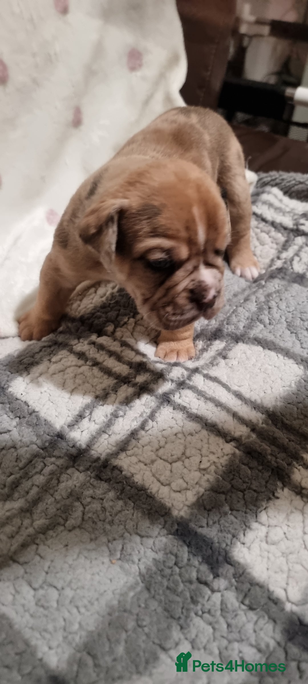 Olde English Bulldogge dogs for sale: Olde English bulldogge puppys - Advert 8