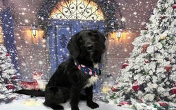 Labradoodle dogs for stud: F1b Miniature Labradoodle (Fully Health Tested) - Image 8