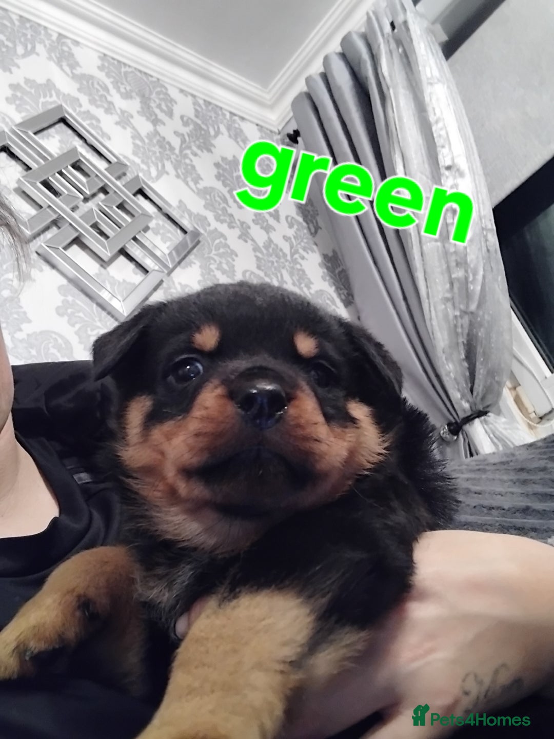 Rottweiler dogs for sale: Rottweiler puppies  - Advert 2