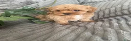 Maltipoo dogs for sale: Beautiful litter of red pups small cuteness❤️ - Advert 2