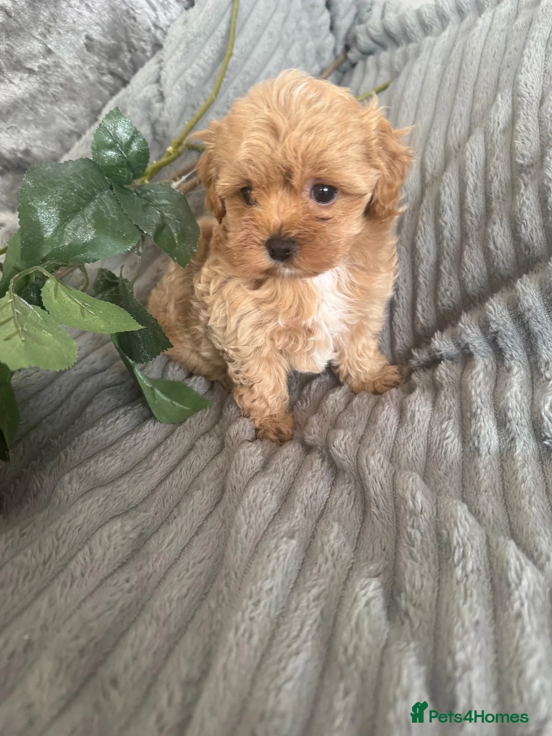 Maltipoo dogs for sale: Beautiful litter of red pups small cuteness❤️ - Advert 2