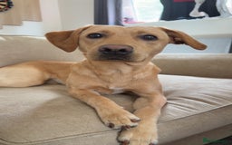 Labrador Retriever dogs for sale: SULLY Male Golden Labrador Retriever  - Image 3
