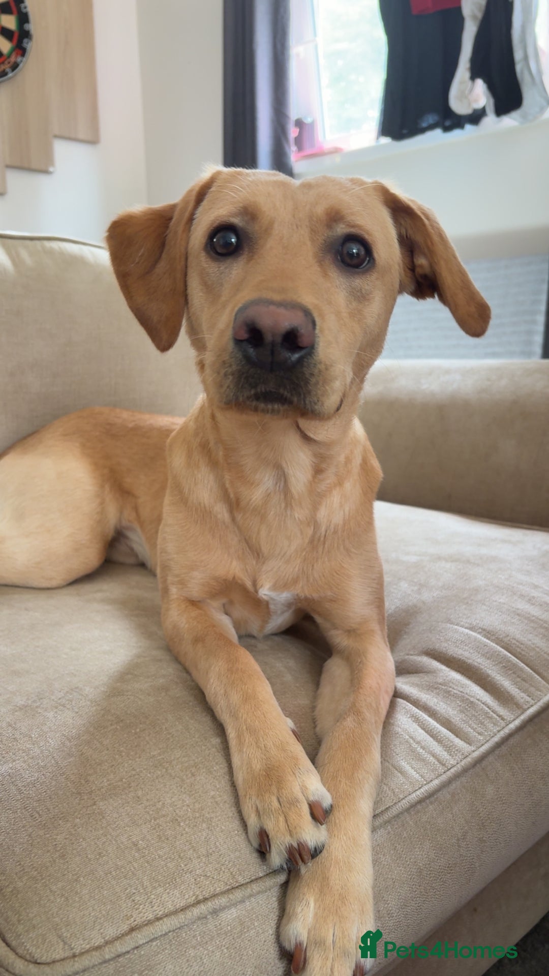 Labrador Retriever dogs for sale: SULLY Male Golden Labrador Retriever  - Image 3