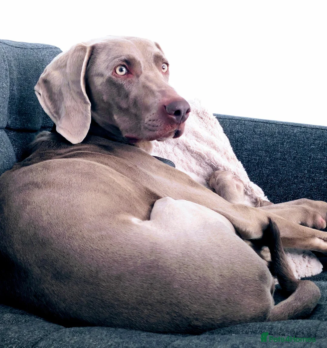 Weimaraner dogs for sale: Looking for a forever home in Canvey Island - Advert 2