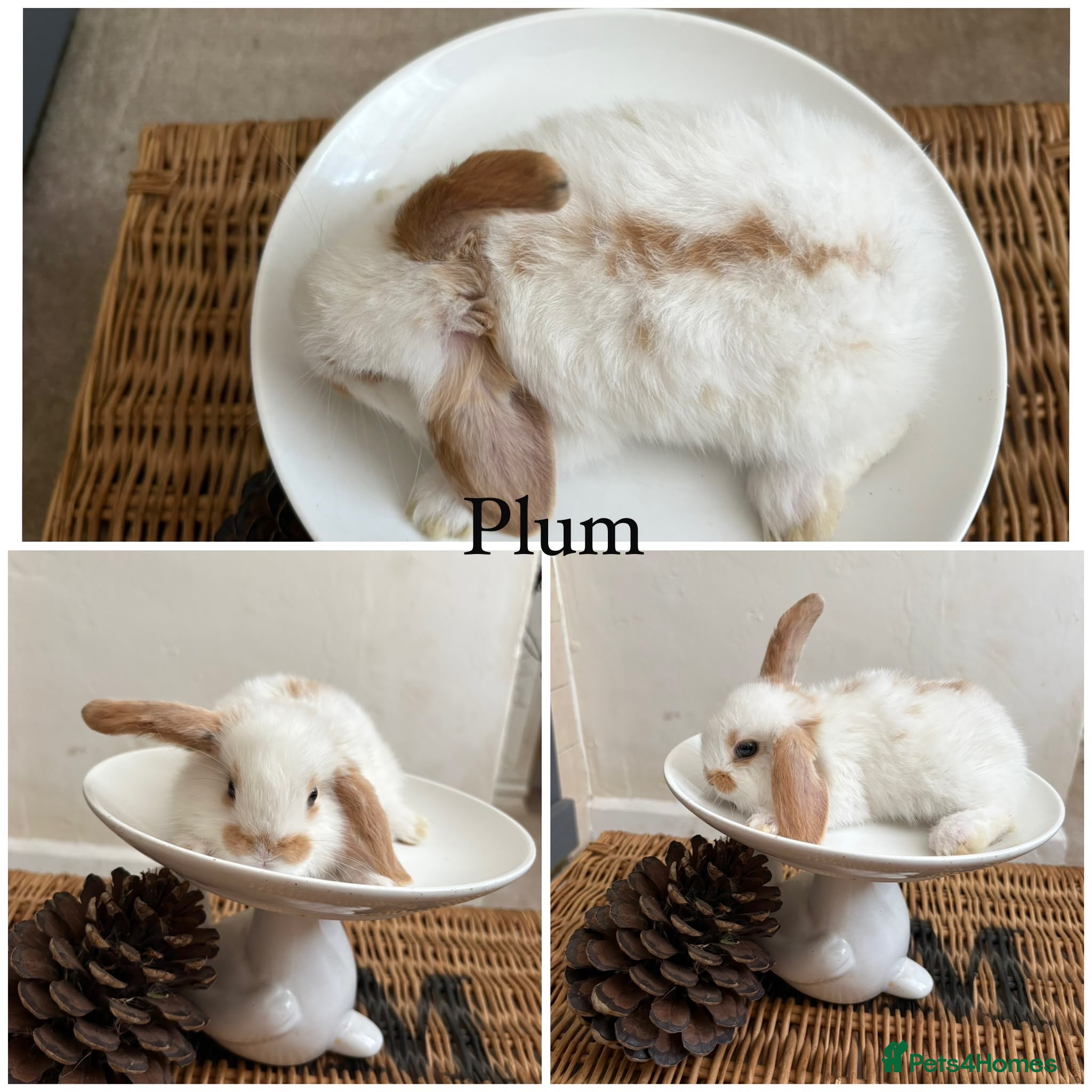 Mixed Breed rabbits 6 very  tame & pretty babies available August - Advert 16