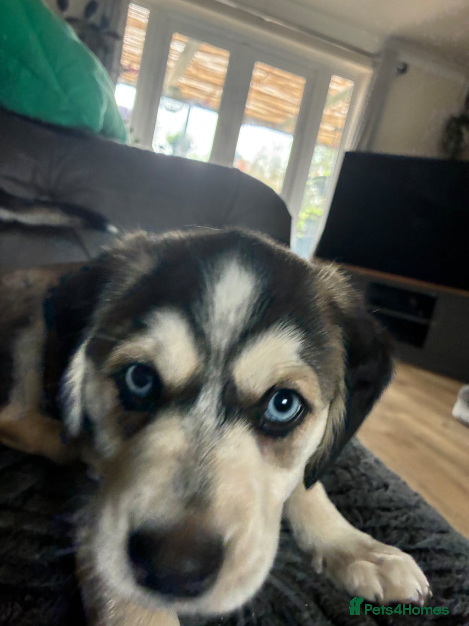 Mixed Breed dogs Cocker Spaniel x Siberian Husky Puppies - Advert 4