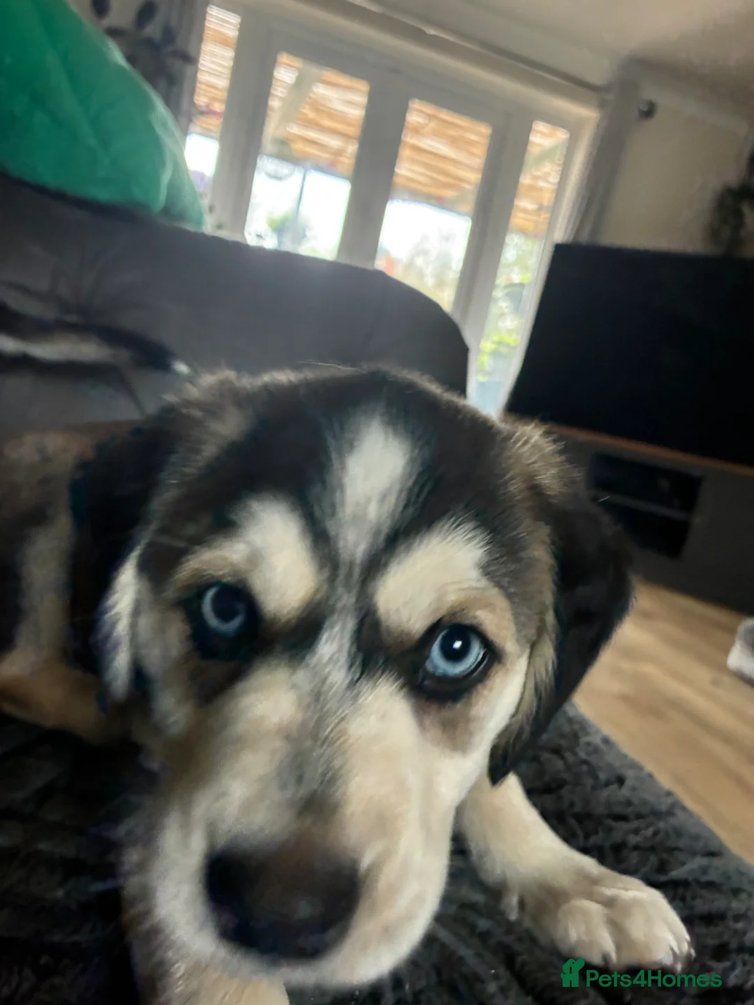 Mixed Breed dogs for sale: Cocker Spaniel x Siberian Husky Puppies - Advert 1