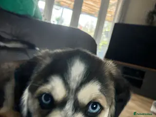 Mixed Breed dogs Cocker Spaniel x Siberian Husky Puppies - Advert 4