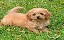 Mixed Breed dogs for sale: Lovely cavapoochon puppies for sale  - Image 3